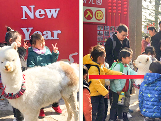 bat365中文官方网站幼儿园开展“我和羊驼交朋友”亲近自然互动体验活动